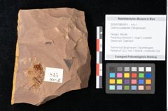 Foto (Objekt + Etikett) von Quercus palaeoilex Ettingshausen (NHMW-GEO-2024-0188-0815)